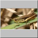 Chorthippus dorsatus Schrecke 01.jpg